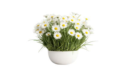 Daisies bloom in white pot on black background, cut out transparent