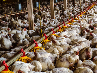 Live chickens for meat production feed on poultry farm in Santa Catarina state, south reguion of Brazil