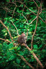 Encounter playful monkeys in Bali's enchanting monkey forest, surrounded by lush tropical foliage.
