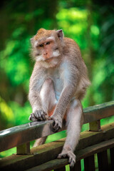 Experience Bali's monkey forest and watch playful monkeys explore the lush scenery.