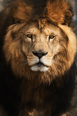 Lion (Panthera leo) The lion's detail portrait 