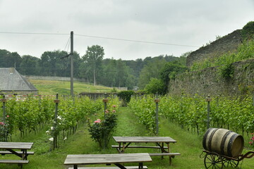 Les plantes de la vigne en rangée sur le versant sud d'une colline à l'abbaye de Villers-la-Ville en Brabant Wallon 