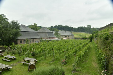 Les plantes de la vigne en rangée sur le versant sud d'une colline à l'abbaye de Villers-la-Ville en Brabant Wallon 