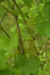 Raisins en début de croissance à la vigne de l'abbaye de Villers-la-Ville en Brabant wallon 