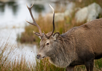 Red Deer (Cervus elaphus)
