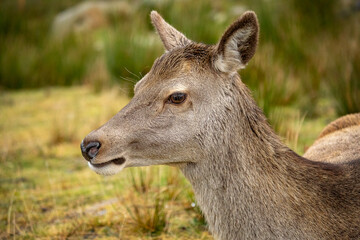 Red Deer (Cervus elaphus)