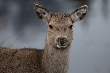 Red Deer (Cervus elaphus)