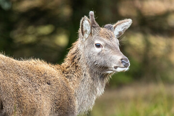 Red Deer (Cervus elaphus)