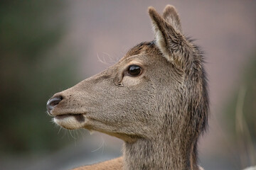 Red Deer (Cervus elaphus)