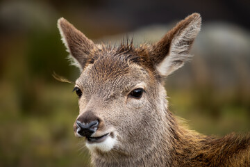 Red Deer (Cervus elaphus)