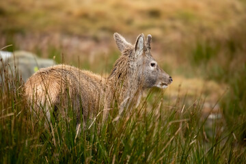 Red Deer (Cervus elaphus)