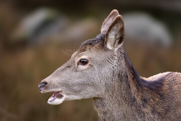 Fototapeta premium Red Deer (Cervus elaphus)