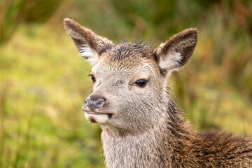 Red Deer (Cervus elaphus)