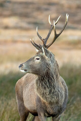 Naklejka premium Red Deer (Cervus elaphus)
