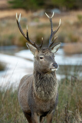 Red Deer (Cervus elaphus)