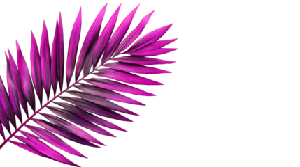 Vibrant pink palm leaf against a black background, cut out transparent