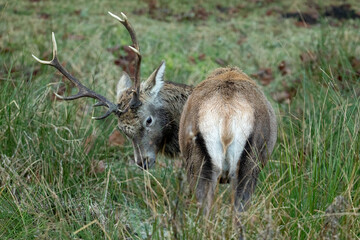 Red Deer (Cervus elaphus)