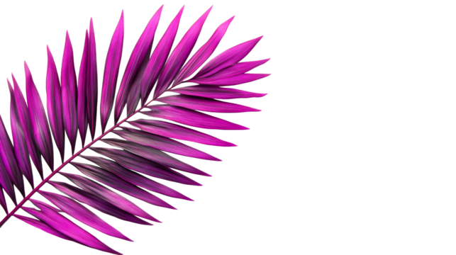 Vibrant pink palm leaf against a black background, cut out transparent