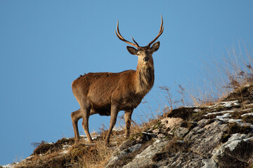 Red Deer (Cervus elaphus)