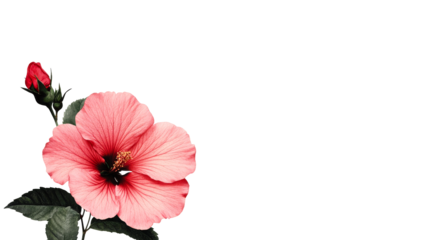 Hibiscus flower with red bud on transparent background, cut out transparent
