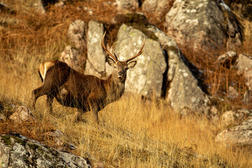 Red Deer (Cervus elaphus)