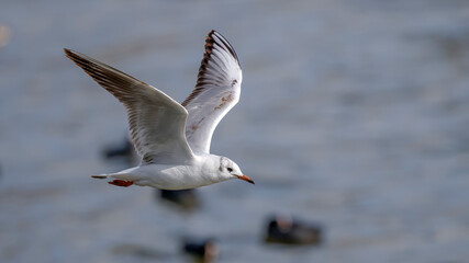 seagull flying over the lake