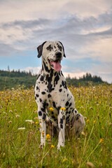 great dane dog , portrait of a dalmatian dog in dandelions, dog in nature 