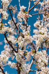 Cherry Blossom Dream: Butterfly Resting in Soft Light
