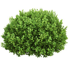 Obraz premium Lush green bush with dense leaves and natural foliage isolated on transparent background