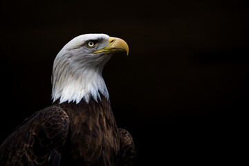 bald eagle portrait on black background