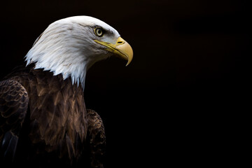 bald eagle portrait on black background