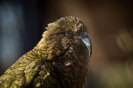 nestor kea bird portrait in nature