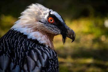 bearded vulture portrait in nature park
