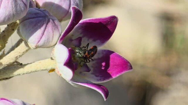 Bug pollinating on Calotropis procera flowers slow motion 240fps footage