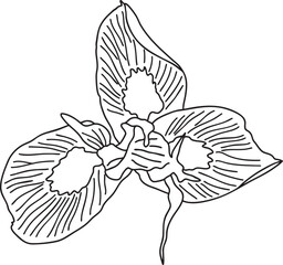 Moraea Flower outline vector illustration Hand-drawn botanical line art Great for wedding decor, invitation, coloring books or cards.