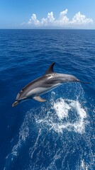 Fototapeta premium Striped Dolphin Leaping with Ocean.