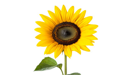 Obraz premium Radiant Sunflower Bloom on Black, Isolated Beauty , cut out transparent