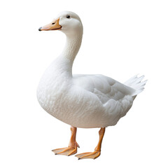 Obraz premium white duck standing isolated on a transparent background