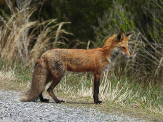 Red fox hunting for prey to eat, within the wetlands of the Bombay Hook National Wildlife Refuge, Kent County, Delaware.