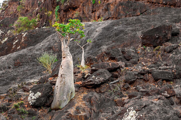 Fototapeta premium Bottle tree at Socotra Island, Yemen