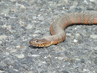 Northern, common water snake on asphalt, gravel road, within the Bombay Hook National Wildlife Refuge, Kent County, Delaware.