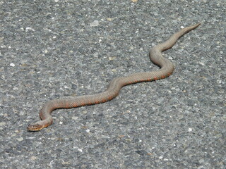 Northern, common water snake on asphalt, gravel road, within the Bombay Hook National Wildlife Refuge, Kent County, Delaware.