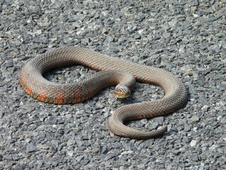 Northern, common water snake on asphalt, gravel road, within the Bombay Hook National Wildlife Refuge, Kent County, Delaware.