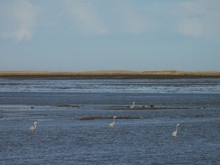 Bird watching within the scenic wetlands of the Bombay Hook National Wildlife Refuge is always a...