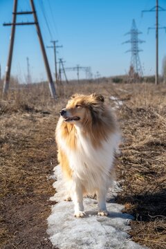 Long-Haired Collie on a Snowy Path in an Open Field