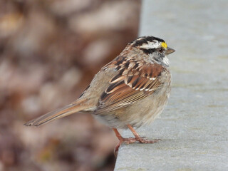 A white-throated sparrow living within the wetlands of the Bombay Hook National Wildlife Refuge, Kent County, Delaware.