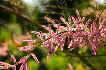 Tamarix Ramosissima pink flowers close up. Leaves are pale green. shrub ornamental