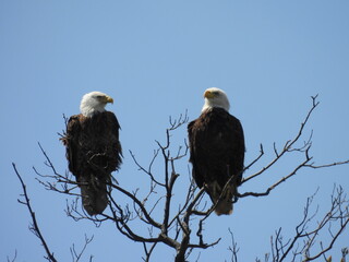 A pair of bald eagles perched at the top of a tree, under a blue sky. Bombay Hook National Wildlife Refuge, Kent County, Delaware. 
