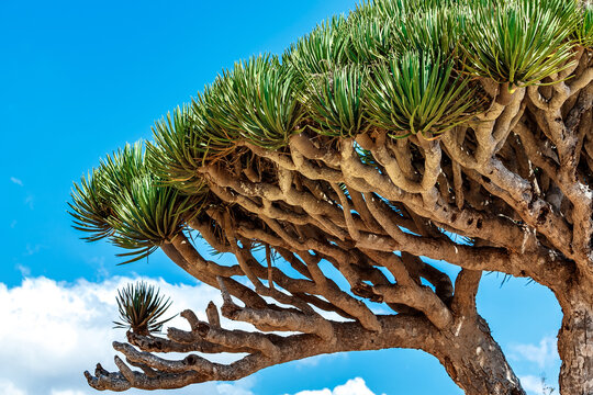 Dragon trees at  Socotra Island, Yemen. Dracaena draco at Socotra