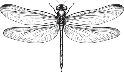 Detailed black and white dragonfly illustration